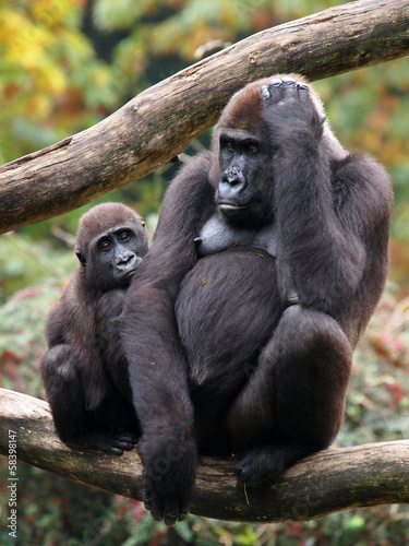 Gorilla mother with child