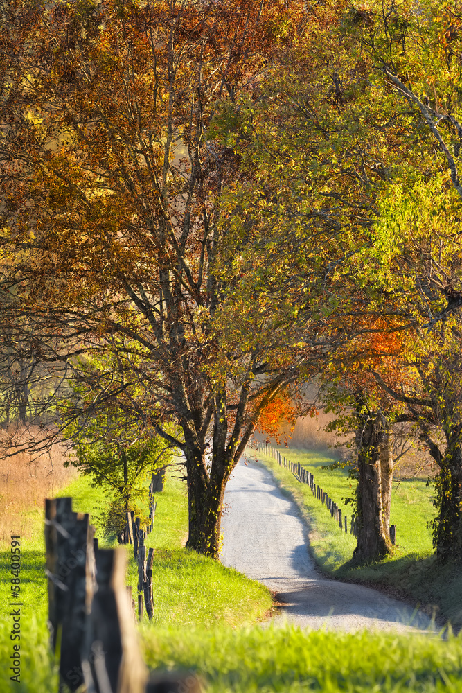 Fototapeta premium Late Afternoon on Hyatt Lane