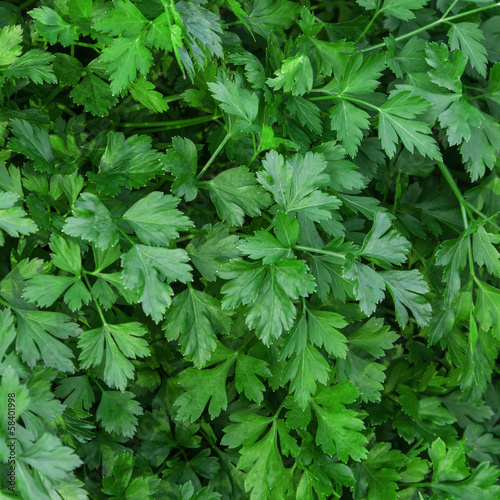 Herb of parsley