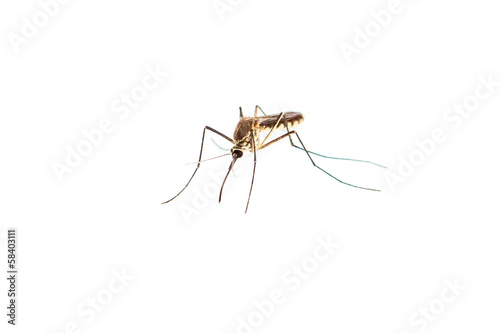 mosquito isolated on white © dextorth