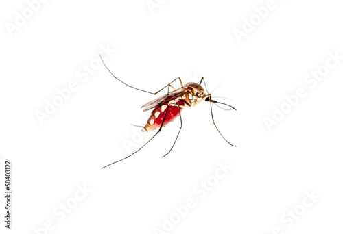 mosquito full of human blood isolated on white