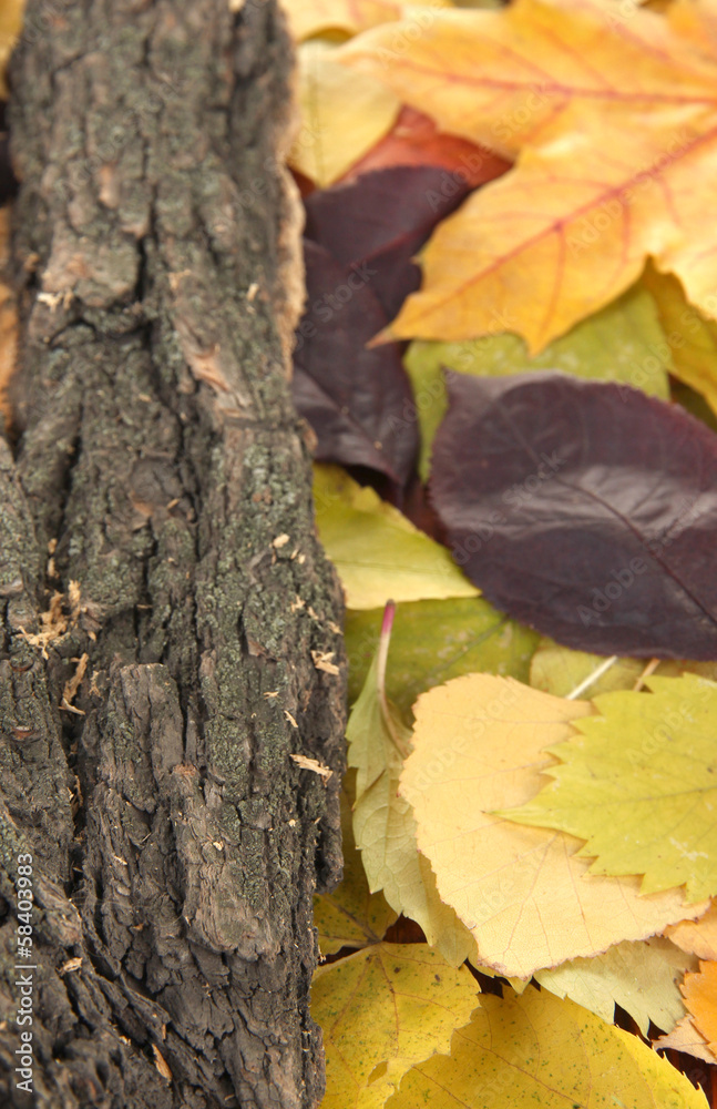 Beautiful autumn leaves with bark close up
