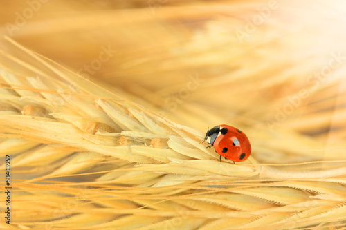 Beautiful ladybird on wheat ear, close up