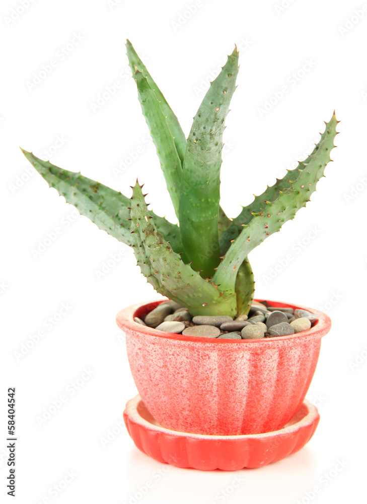 Aloe in flowerpot, isolated on white Aloe in flowerpot, isolated on white