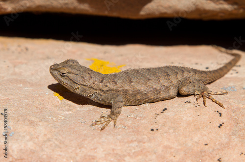 Sun bath for lizard