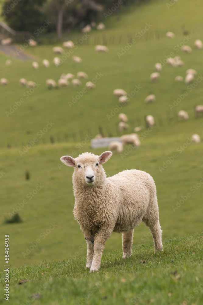 Naklejka premium lamb with flock of sheep in background