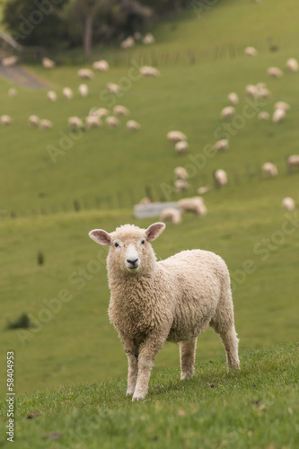 lamb with flock of sheep in background