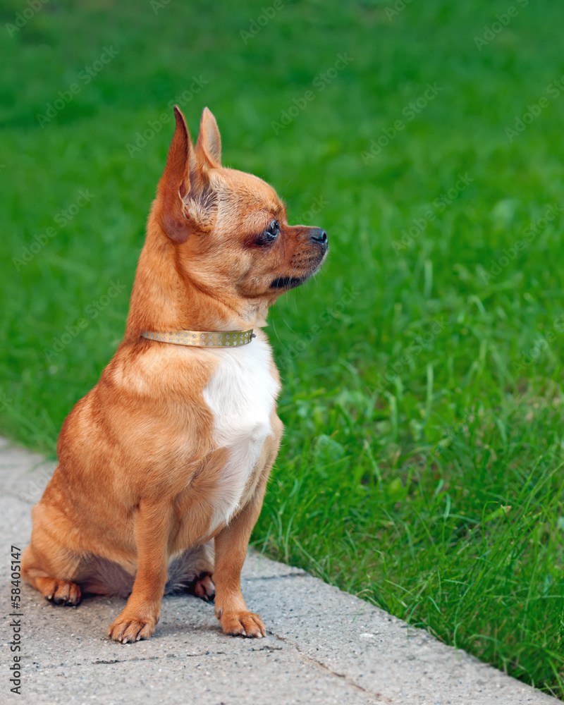 Chihuahua dog sitting on a background of green grass and looks i
