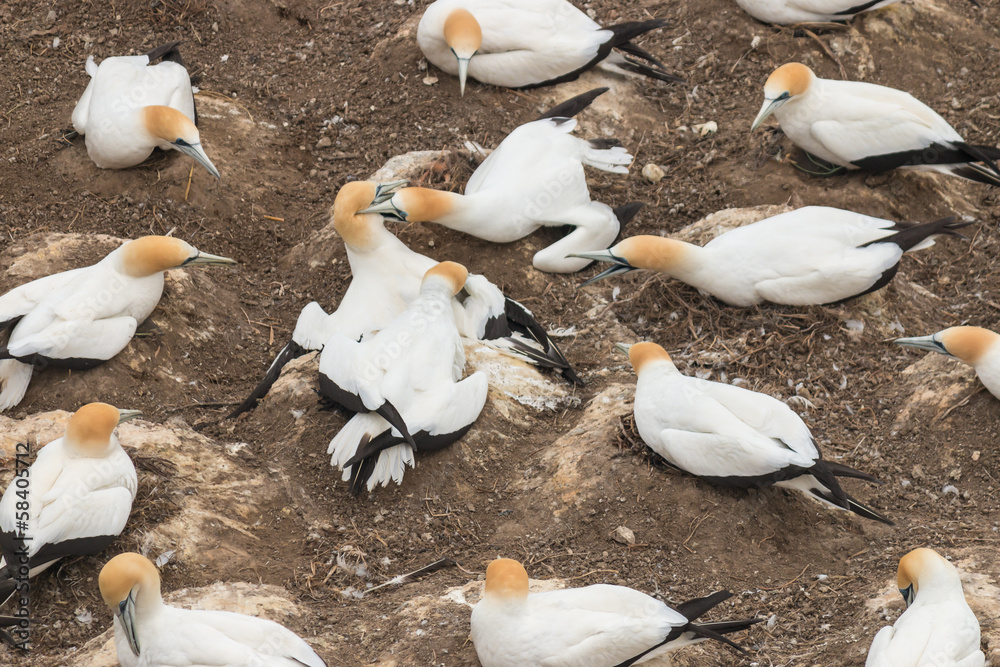 gannets fighting over nesting place gannets fighting over nesting place