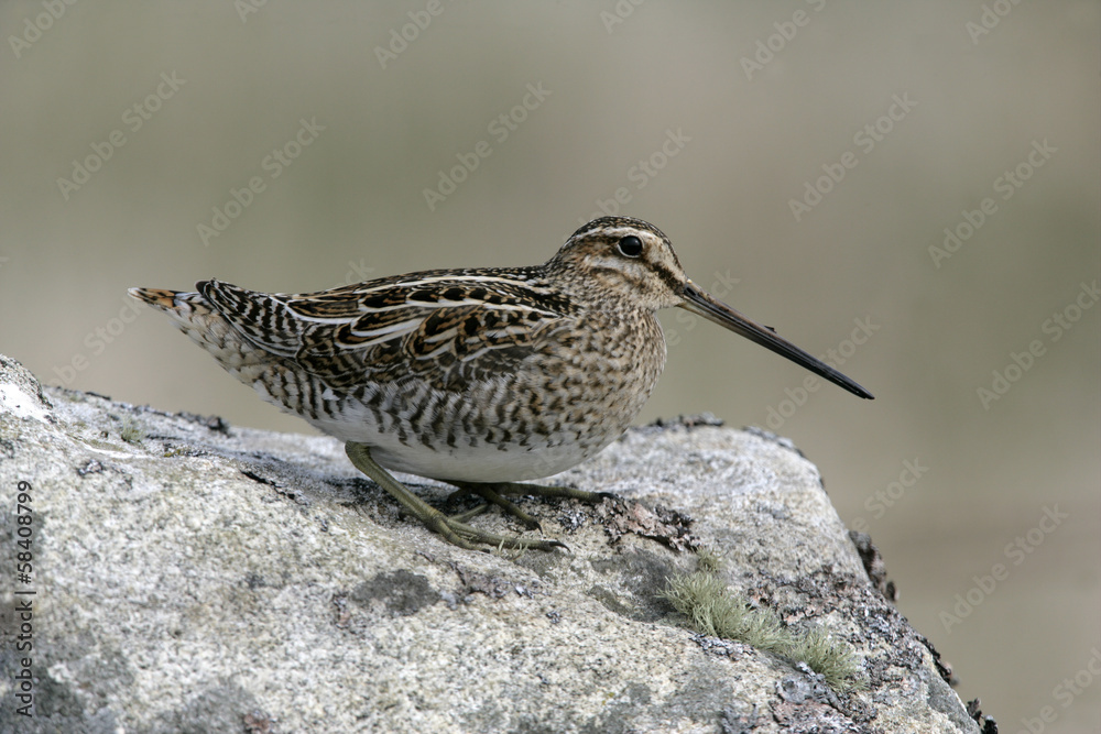Fototapeta premium Common snipe, Gallinago gallinago