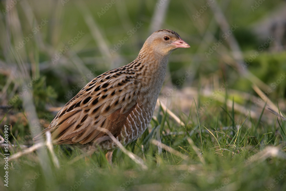 Corncrake, Crex crex Corncrake, Crex crex