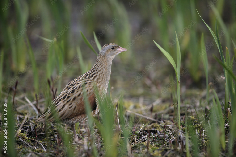 Fototapeta premium Corncrake, Crex crex
