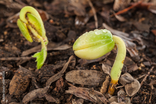 Close-up of green seedling growing out of soil