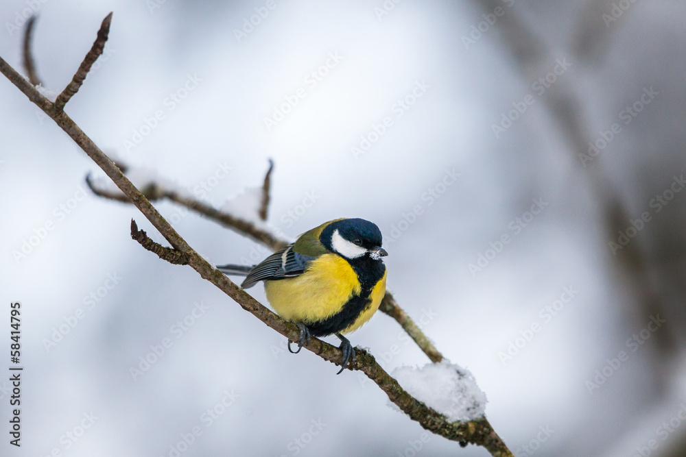 Fototapeta premium Great tit on a branch