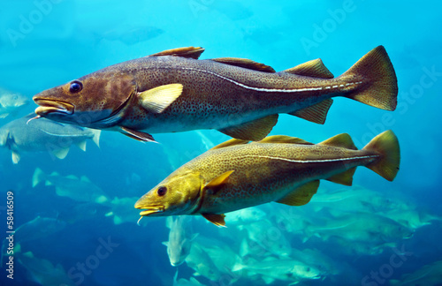Cod fishes floating in aquarium  Alesund  Norway.