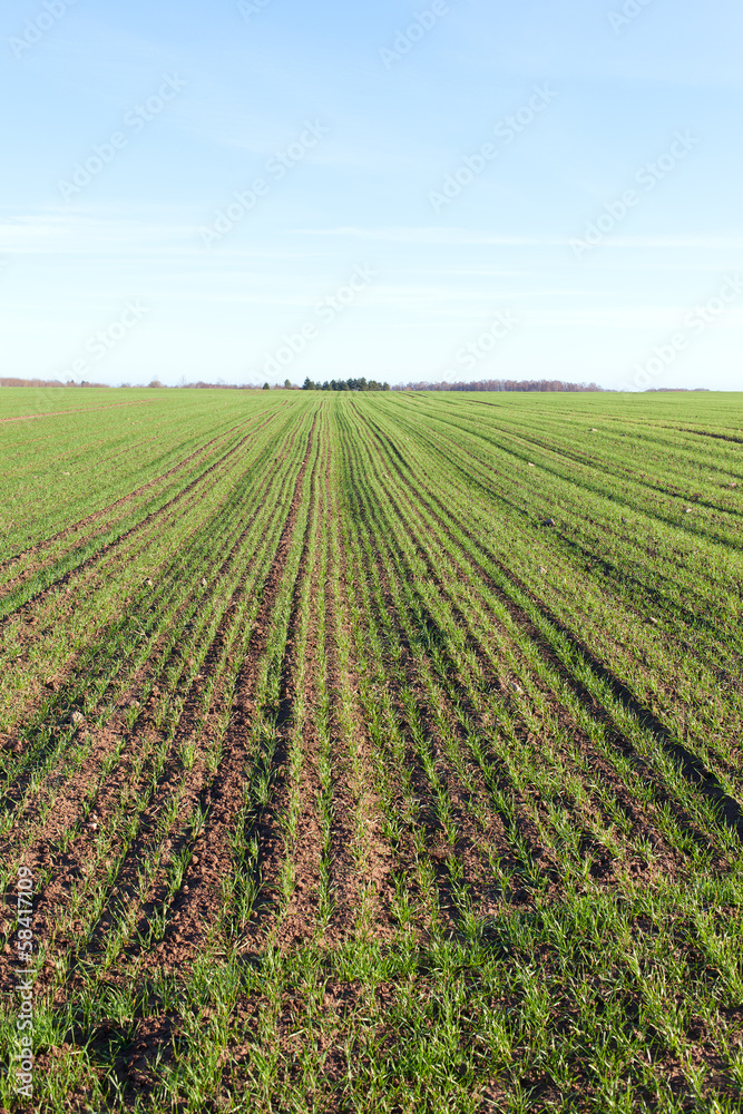 Green wheat.