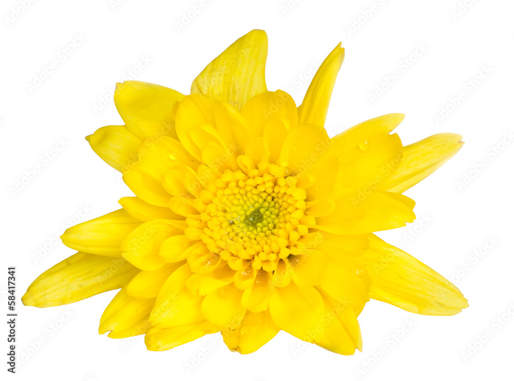 chrysanthemum flower