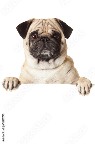 pug dog with bunner isolated on white background. design