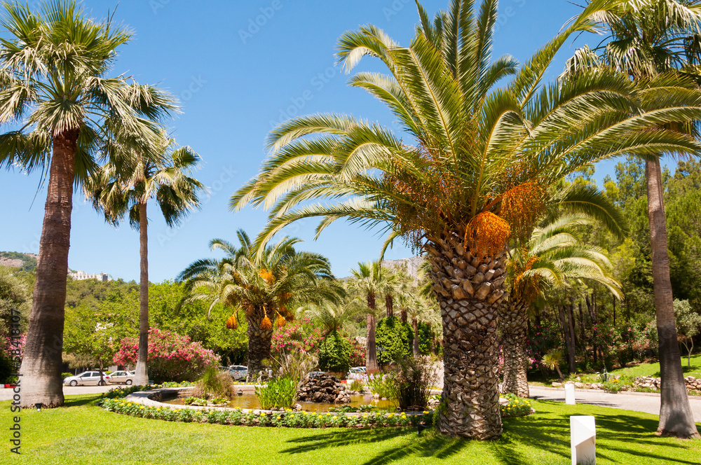 Palm garden with date palms