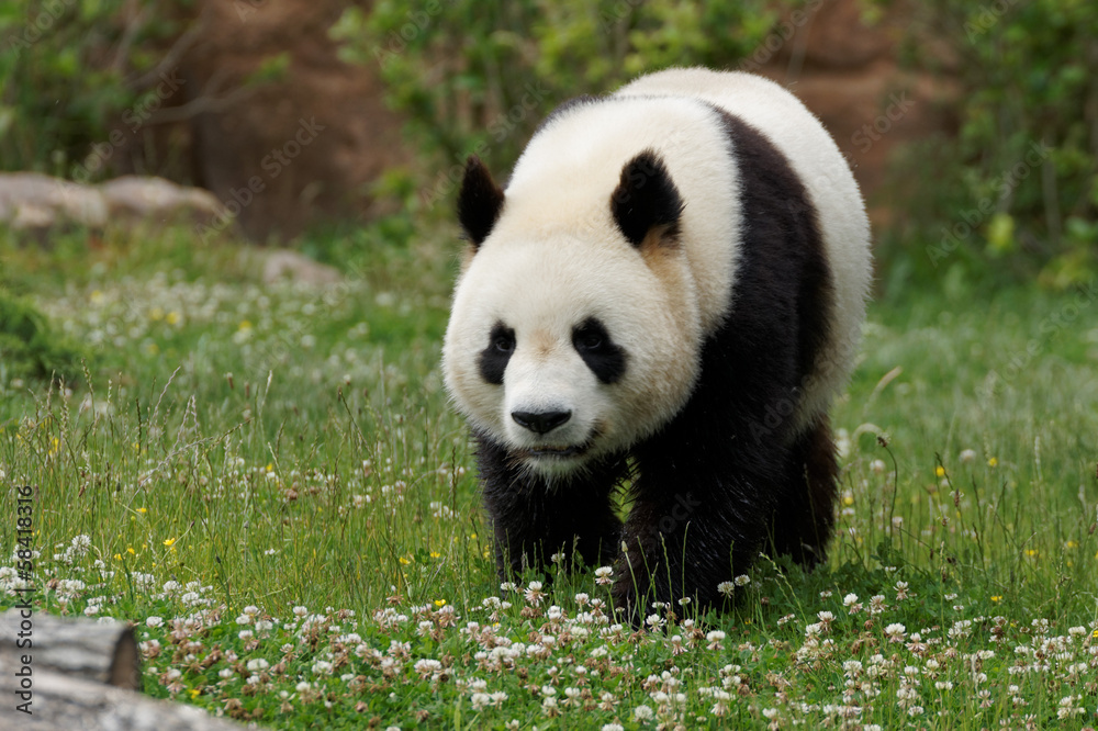 Obraz premium panda-2