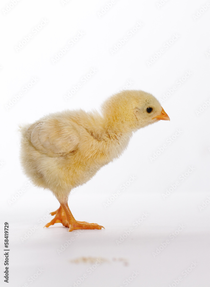 Fototapeta premium chick