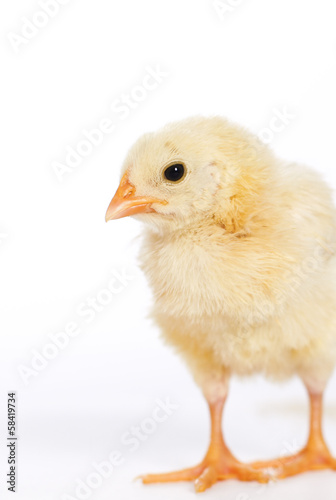 Vertical image little chicken