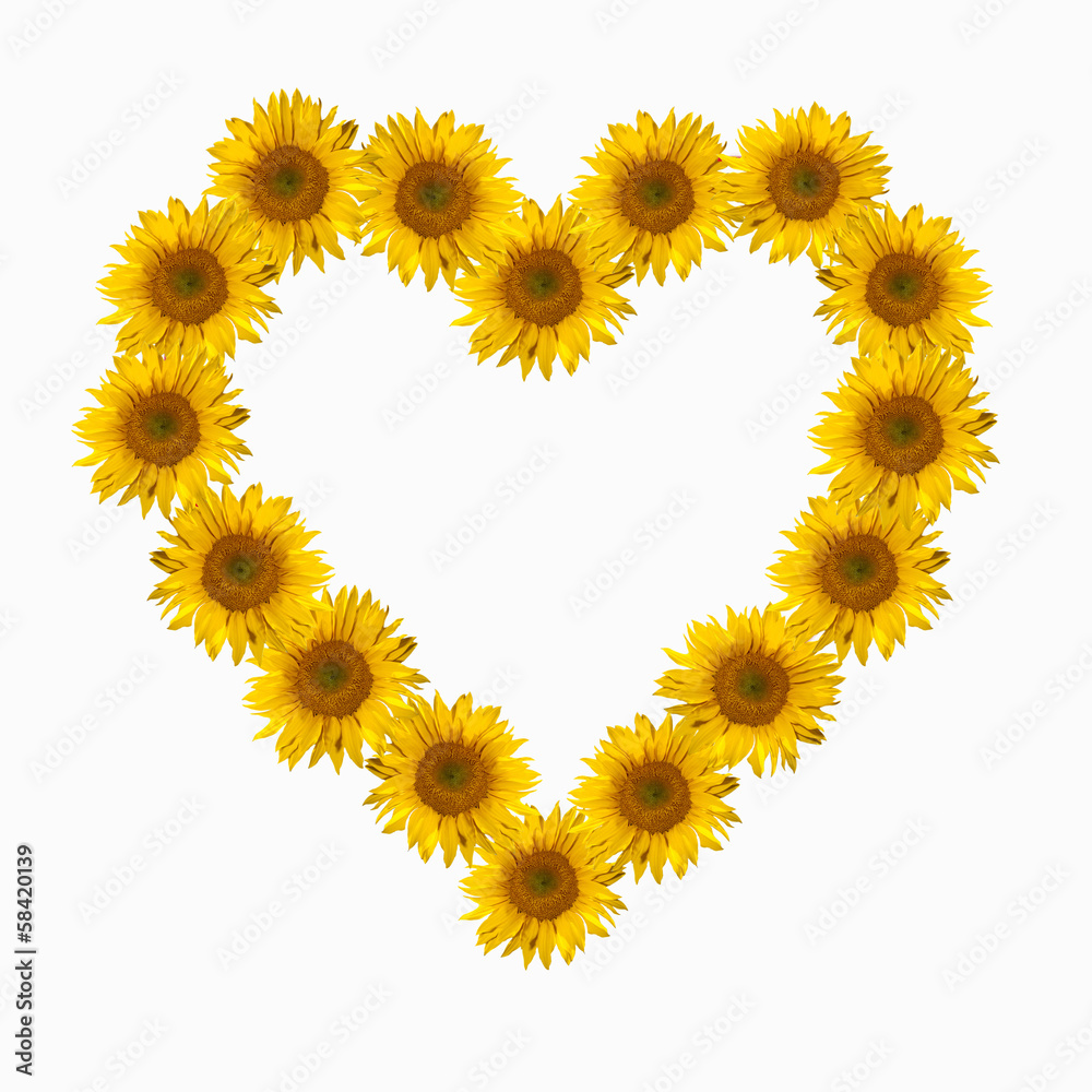 Blumenherz, Sonnenblume, Helianthus, annuus, Blumenherz, Sonnenblume, Helianthus, annuus,