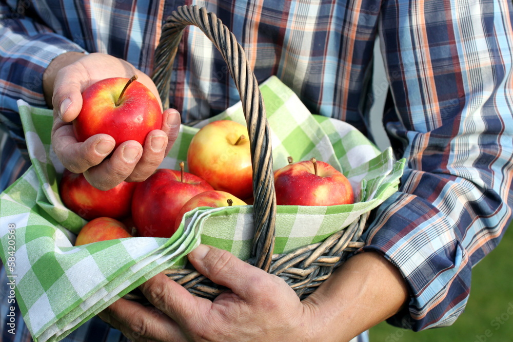 Apfelernte im Garten, Mann hält geerntete Äpfel