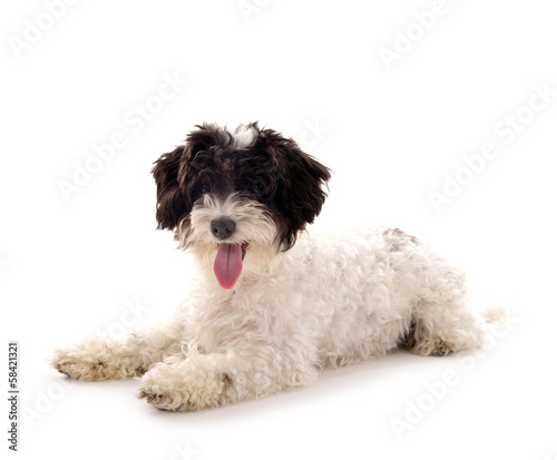 Kleiner Hund – Bolonka Zwetna – liegend