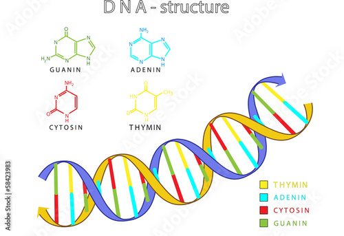 DNA - Struktur