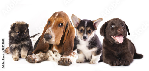 Basset Hound and corgi, labrador, dog, pomeranian puppies