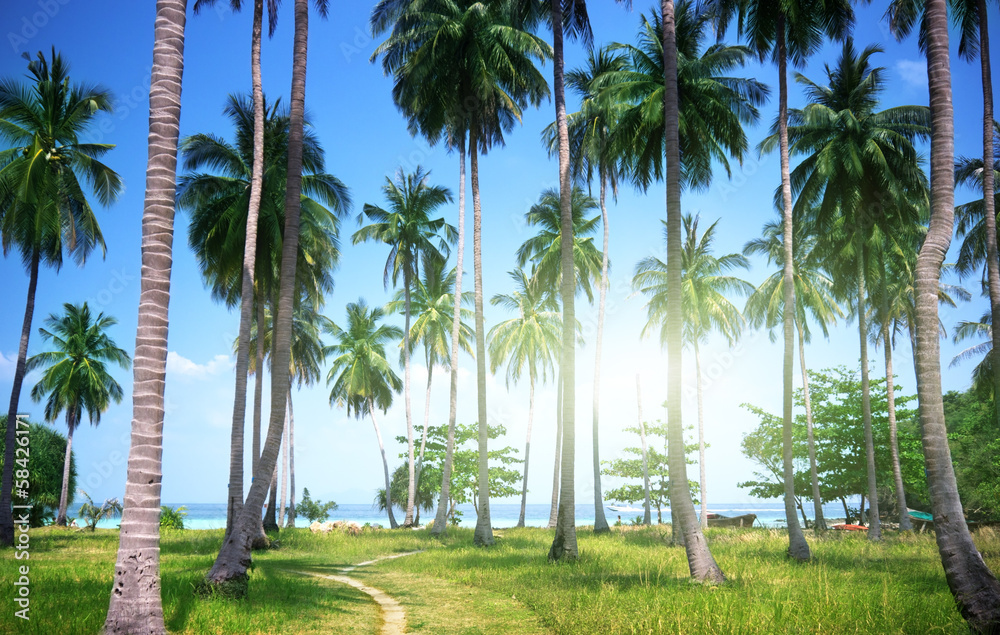 palms on beach of Phi Phi island, Thailand