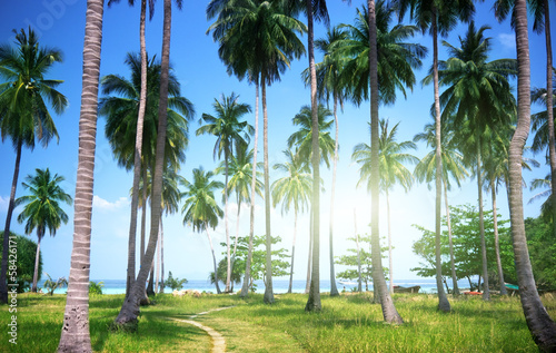 palms on beach of Phi Phi island, Thailand © Iakov Kalinin