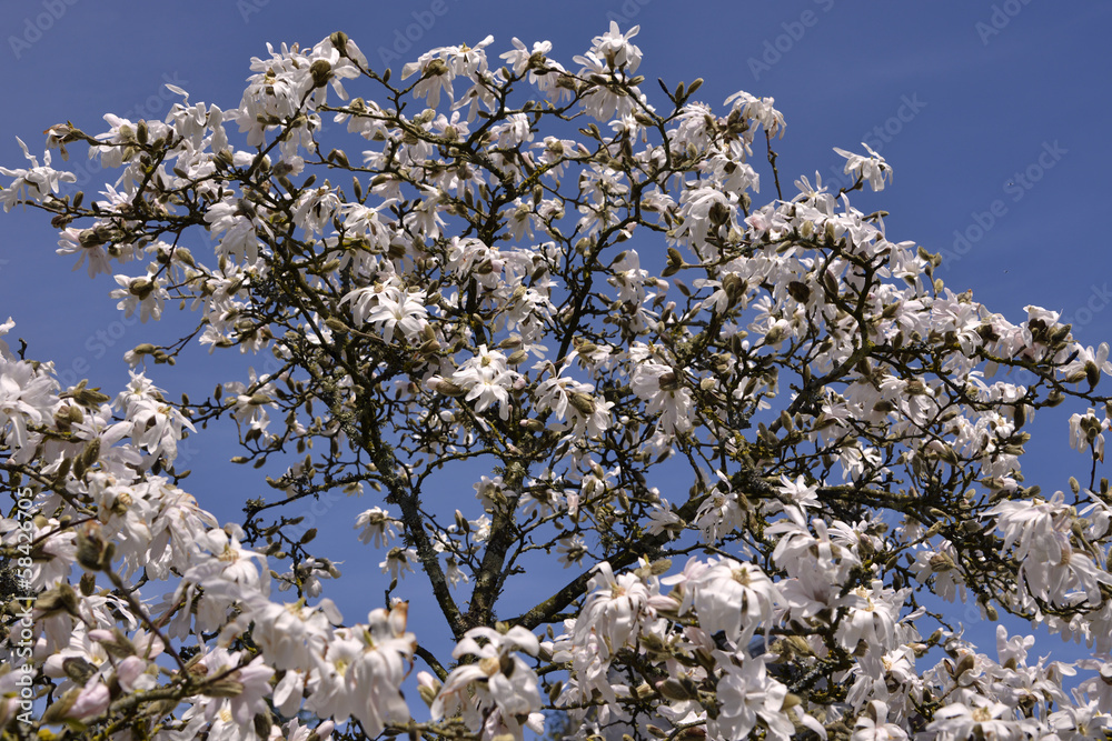 White flowers of star Magnolia stellata on blue sky background White flowers of star Magnolia stellata on blue sky background