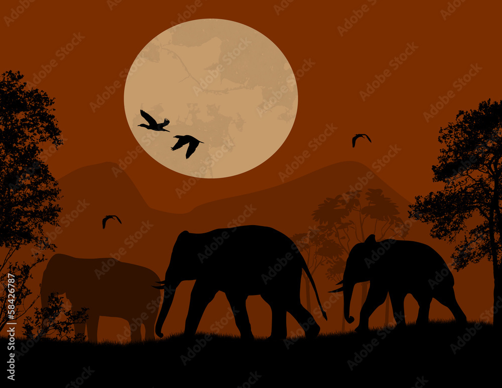 Fototapeta premium Wild elephants over red sunset