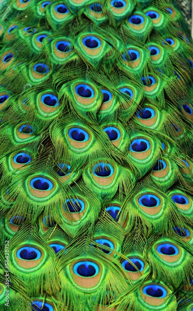 Obraz premium Peacock Tailfeathers