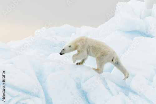 Polar bear