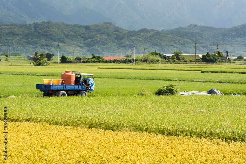 Fototapeta premium Golden rural scenery