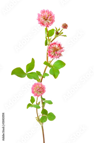 Pink clover flower