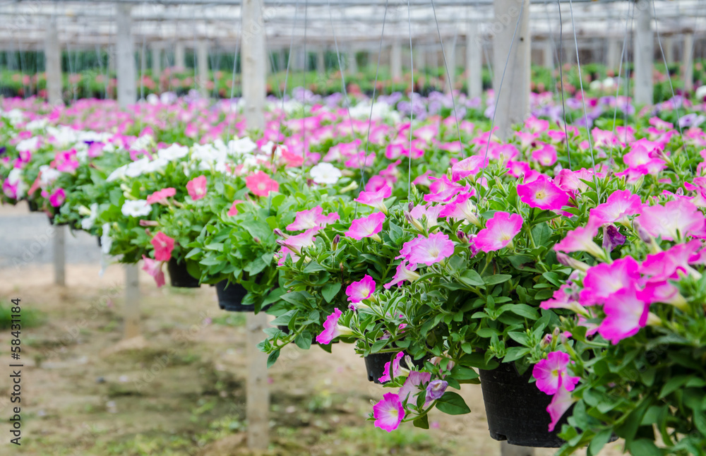 flowers pot nursery .