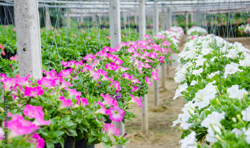 flowers pot nursery .