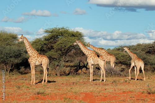 Giraffes in African savanna