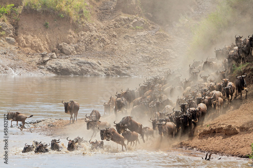 Wildebeest migration, Mara river