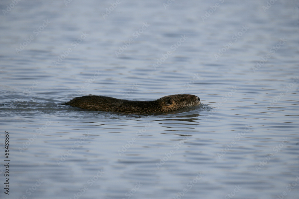 Fototapeta premium Coypu, Myocastor coypus