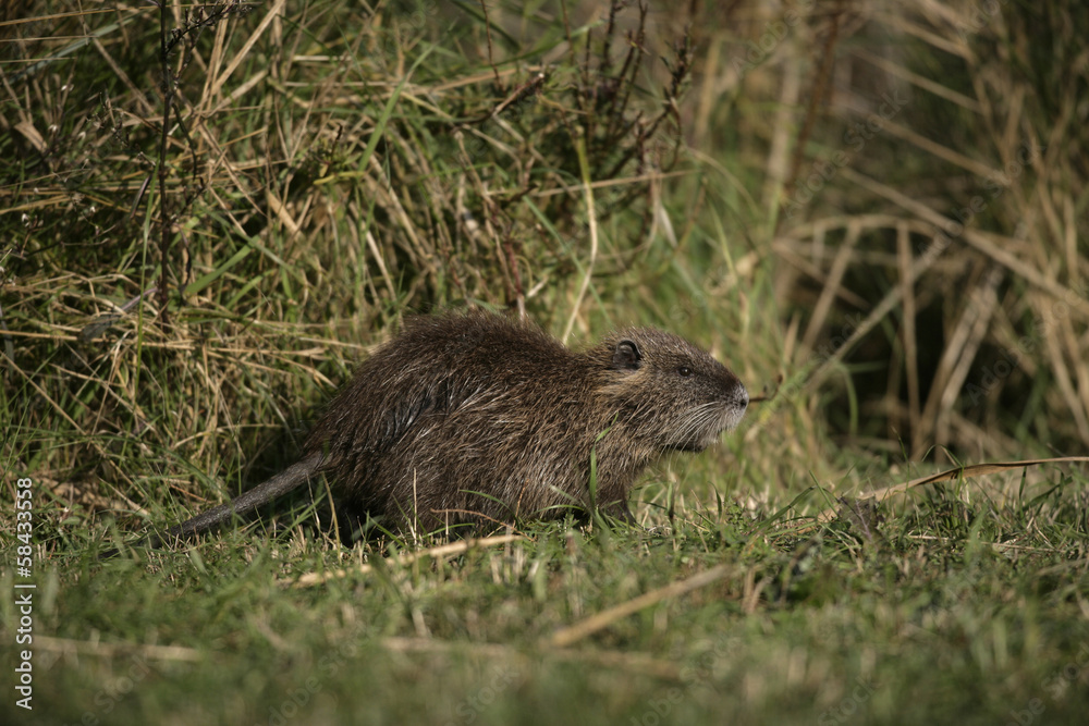 Coypu, Myocastor coypus Coypu, Myocastor coypus