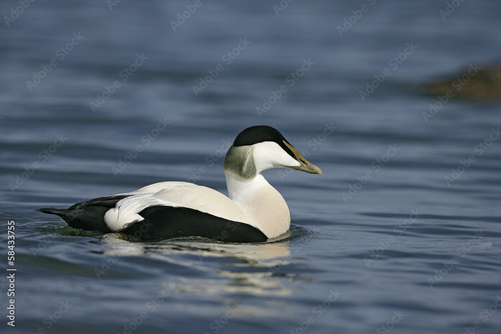 Eider duck, Somateria mollissima Eider duck, Somateria mollissima