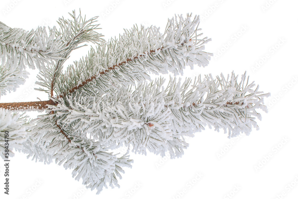 Obraz premium Hoarfrost.
