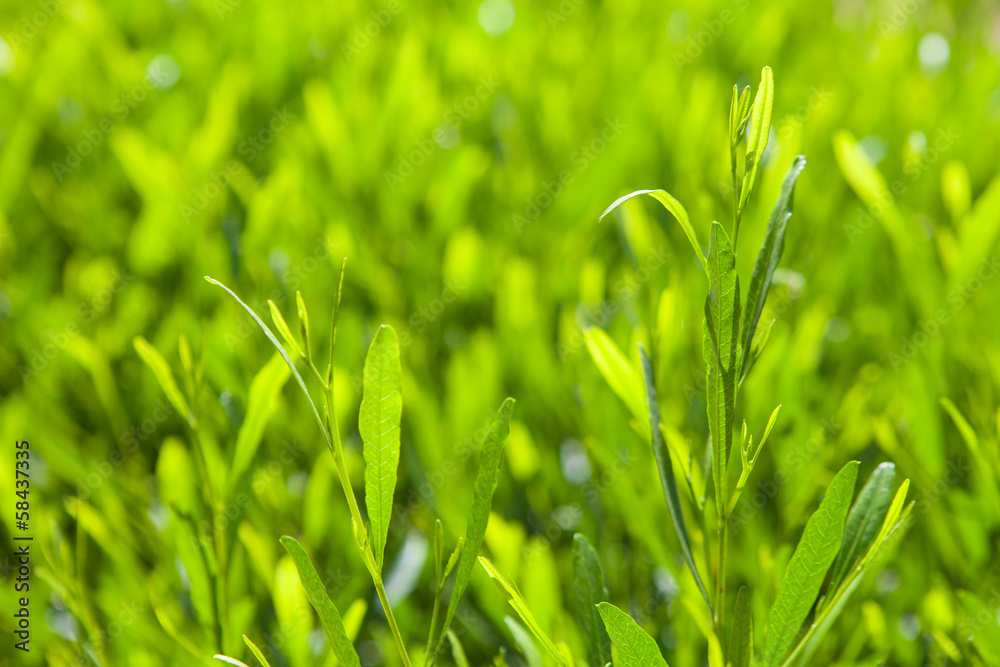 background with green leaves