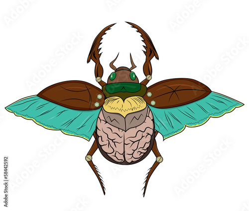 Scarab Beetle