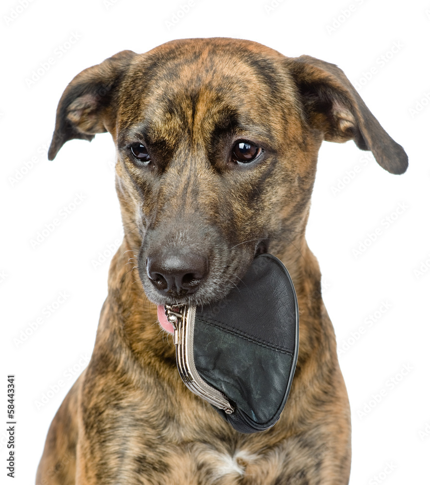 dog holding a purse with coins in its mouth. isolated on white dog holding a purse with coins in its mouth. isolated on white